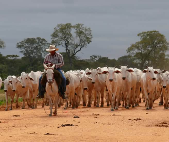 Troupeau de bovins dans l’état brésilien du Mato Grosso
