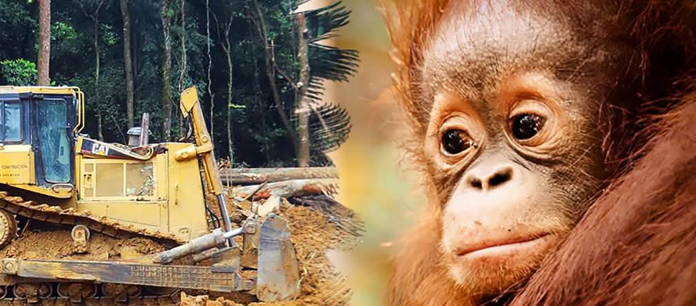 La forêt tropicales et l'habitat de l'orang-outan sont détruits pour l'huile de palme Photomontage : un orang-outan regarde impuissant un bulldozer détruire la forêt tropicale