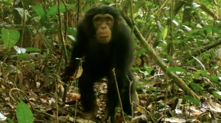 Chimpanzé dans le parc national de Grebo-Krahn au Libéria
