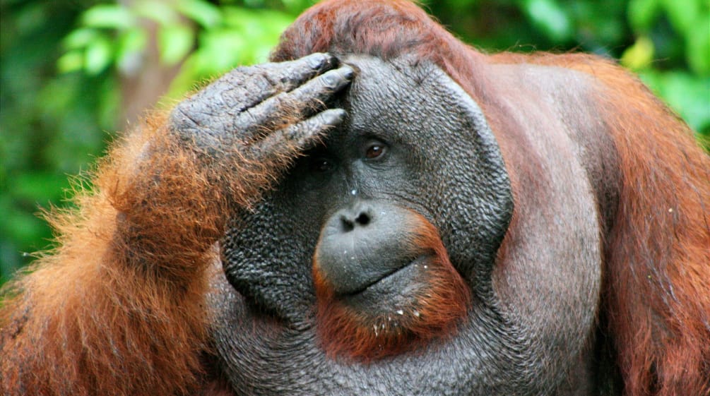 Un orang-outan se touche la tête et regarde au loin, l’air pensif