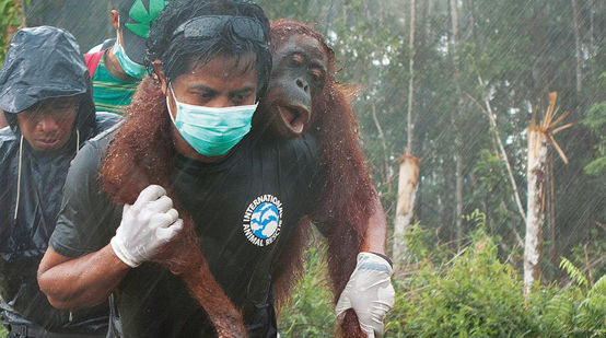 Sur fond de forêt défrichée, l'air grave, trois hommes portent secours à un orang-outan. L'un le transporte sur ses épaules, très concentré malgré la pluie