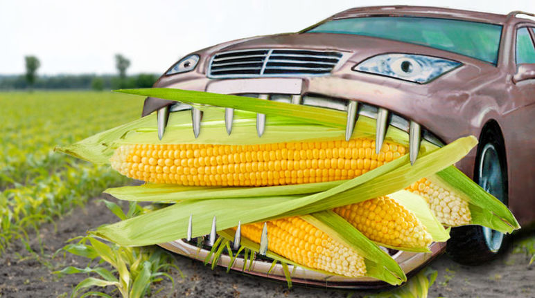 Le maïs alimente les voitures au lieu de nourrir les gens Photomontage : une automobile dévore des épis de maïs géants