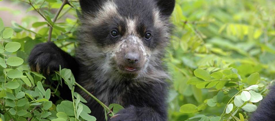 Un jeune ours à lunettes se tient debout au milieu des feuillages
