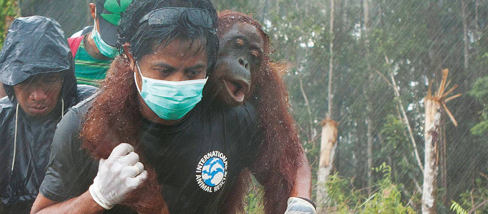 Sur fond de forêt défrichée, l'air grave, trois hommes portent secours à un orang-outan. L'un le transporte sur ses épaules, très concentré malgré la pluie