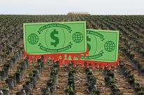 Photomontage. Au premier plan, des dollars de la Banque mondiale tachés de sang- À l'arrière plan, vue aérienne sur une monoculture de palmiers à huile