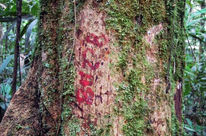 Tronc d'arbre marqué de rouge dans la forêt tropicale