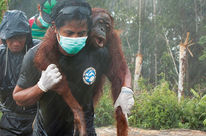 Sur fond de forêt défrichée, l'air grave, trois hommes portent secours à un orang-outan. L'un le transporte sur ses épaules, très concentré malgré la pluie
