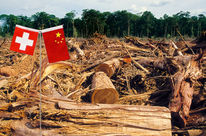 Drapeaux de la Suisse et de la Chine plantés au milieu d'une zone forestère défrichée