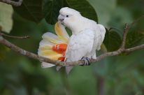 Un cacatoès des Philippines fait sa toilette sur une branche. Ses plumes sont blanches à l'exception de la face intérieure de sa queue qui est rouge