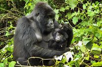 Dans une clairière, une gorille femelle tient son bébé dans ses bras