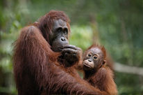 Une mère orang-outan et son enfant nous regardent d'air songeur. Leur sort est entre les mains de l'Homme.