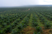 Plants de palmiers à huile dans une plantation en Indonésie