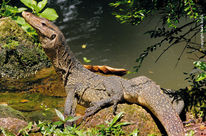 un varan malais de profil dans la forêt tropicale d'Indonésie