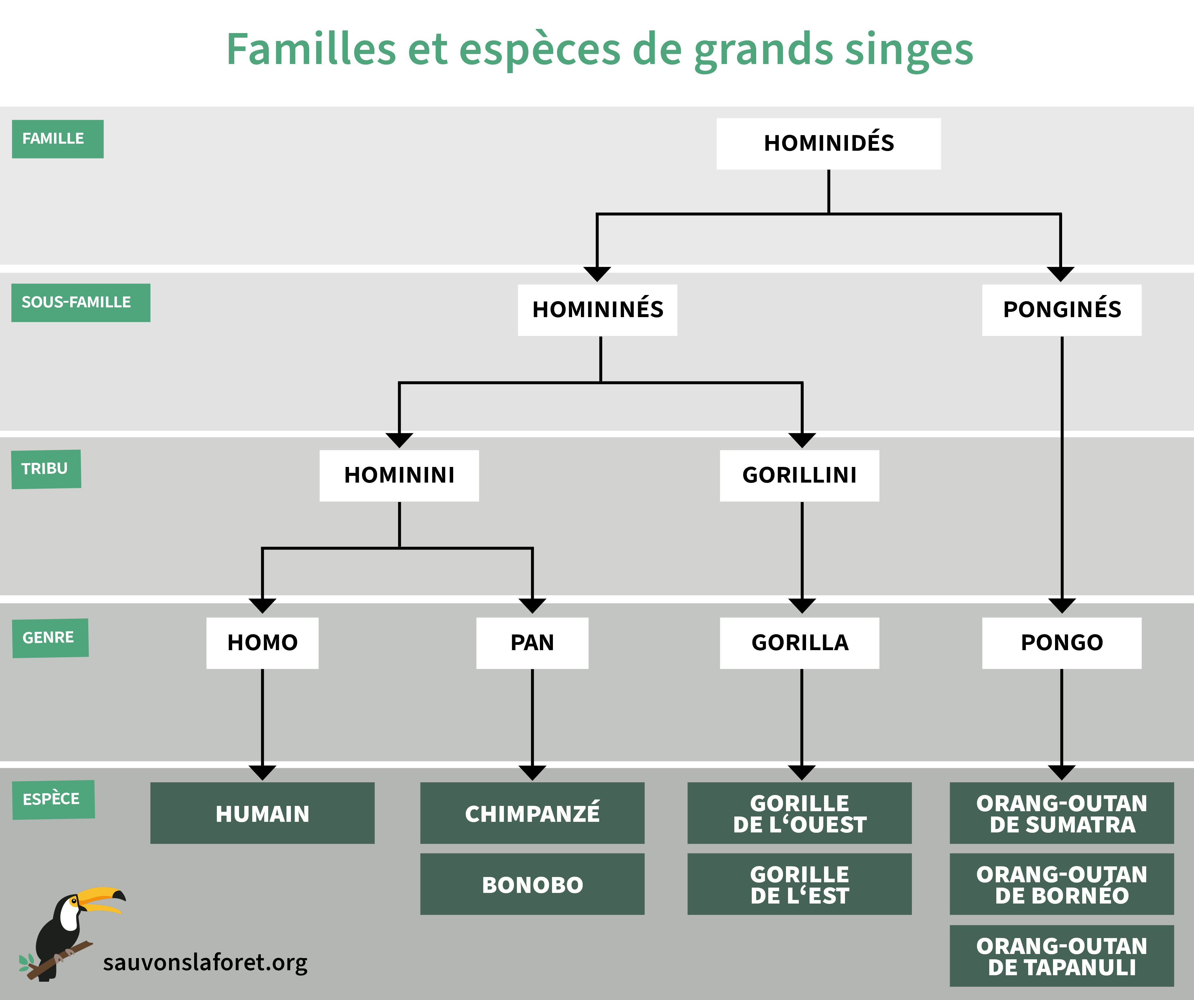 Famille et espèces de grands singes