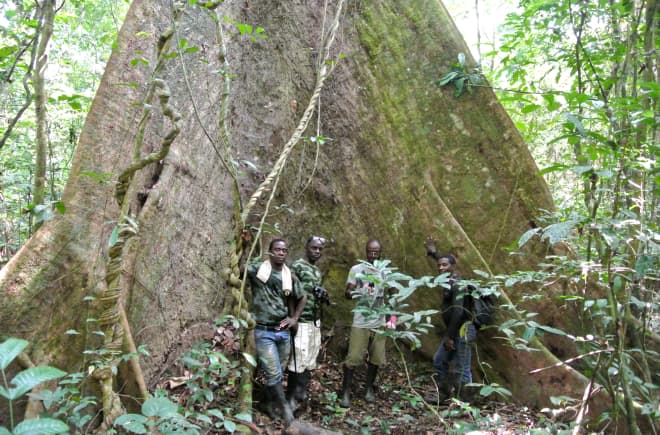 Des collaborateurs de la Wild Chimpanzee Foundation (WCF) et des écogardes posent au pied d’un arbre géant dans le parc national de Sapo au Libéria