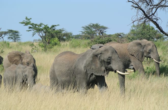 Troupeau d’éléphants dans le Serengeti