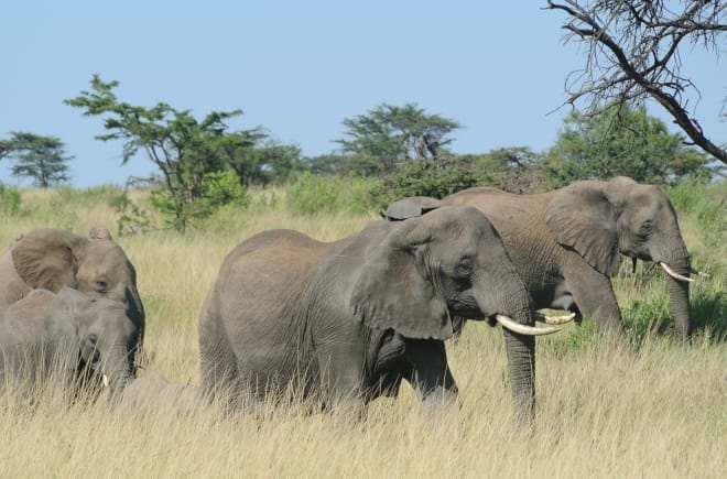Troupeau d’éléphants dans le Serengeti
