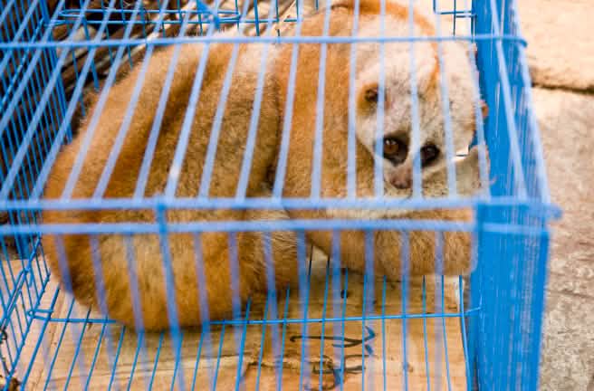 Loris vendu illégalement sur un marché au Myanmar