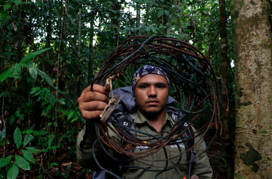 Rangers neutralisant des pièges à nœud coulant au Parc national de Leuser