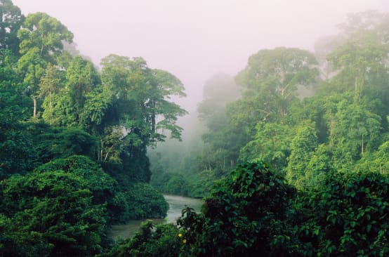 Paysage verdoyant d’une rivière coulant dans une forêt tropicale