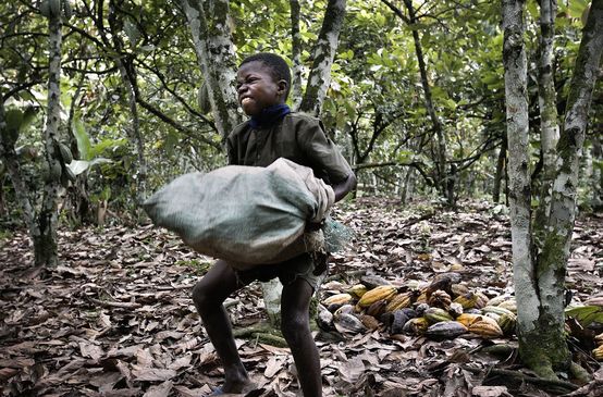 Un enfant souffre en portant un lourd sac de cacao dans une plantation