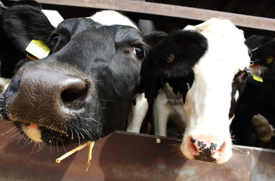 Gros plan sur deux vaches dans un élevage intensif
