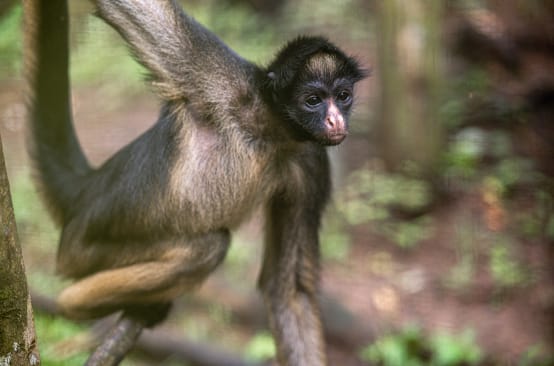 Un Atèle belzébuth (Ateles belzebuth) suspendu à une branche