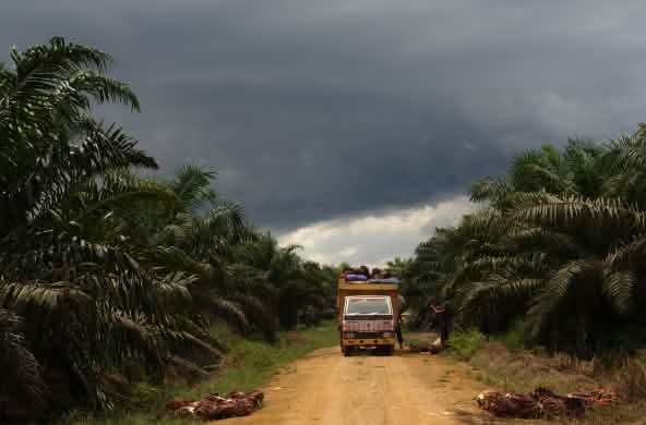 Plantation de palmiers à huile en Indonésie