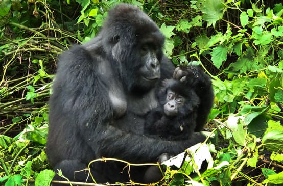 Un gorille et ses petits à Virunga