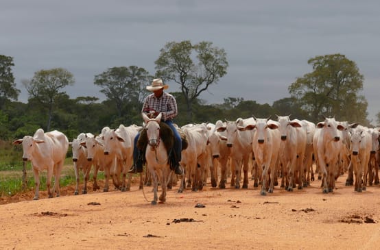 Troupeau de bovins dans l’état brésilien du Mato Grosso