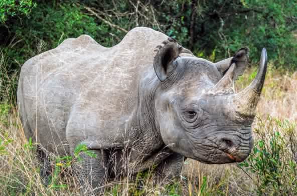 Rhinocéros noir