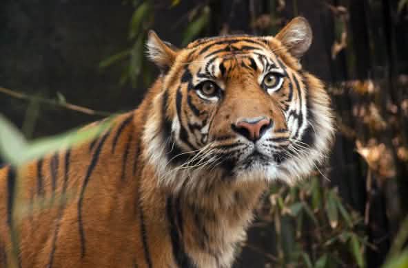 Tigre de Sumatra