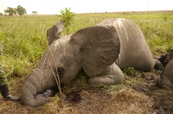 Éléphant victime du braconnage