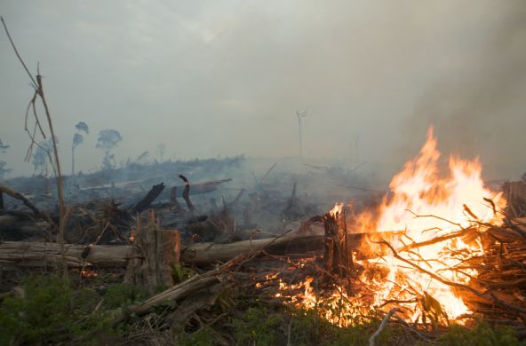 Les forêts sont incendiées pour l’établissement de plantations d’huile de palme