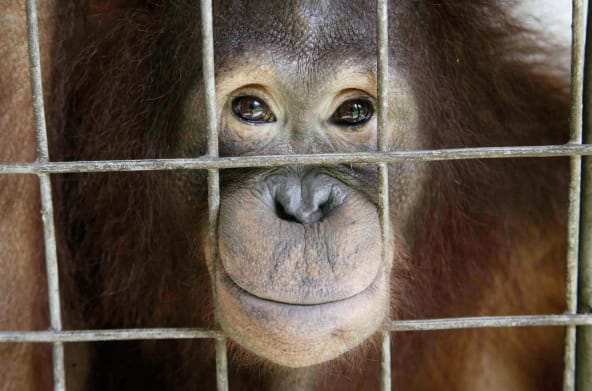 Un orang-outan dans une cage