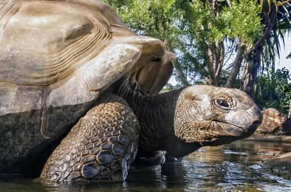 Tortue géante des Seychelles (Aldabrachelys gigantea)