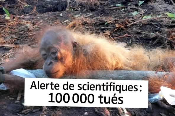 Orang-outan agonisant avec le texte "Alerte de scientifiques : 100 000 tués"