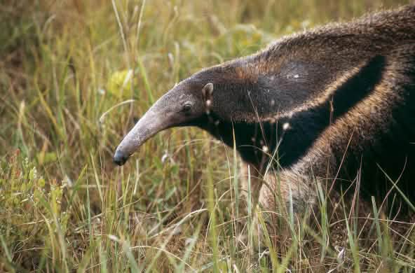 Tamanoir (Myrmecophaga tridactyla) dans la savane du Cerrado au Brésil