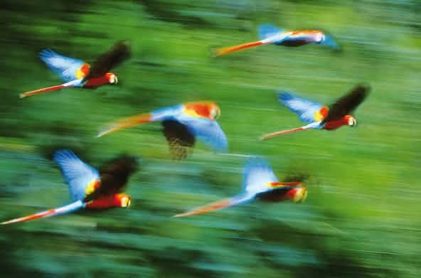 Des aras volent sur fond de forêt tropicale
