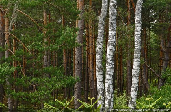 Forêt de Fontainebleau