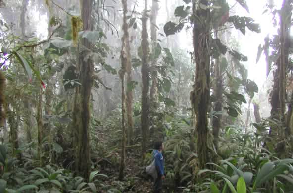 Une personne marche entre les troncs recouverts de mousses et d’épiphytes dans la forêt de nuages de l’Intag en Equateur