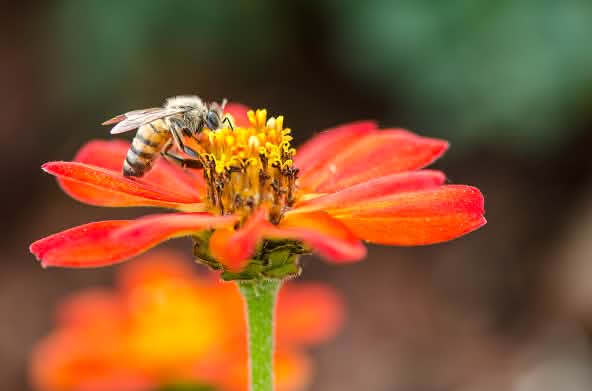 Une abeille en train de butiner une fleur