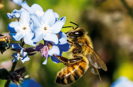 Abeille sur une fleur
