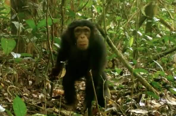 Chimpanzé dans le parc national de Grebo-Krahn au Libéria