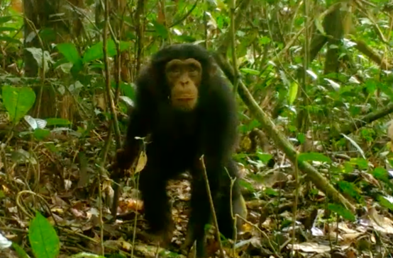Chimpanzé dans le parc national de Grebo-Krahn au Libéria