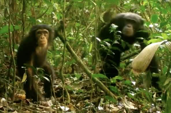 Curieux, un jeune chimpanzé regarde dans la caméra. Sa mère reste en arrière-plan. Image capturée dans le parc national Grebo-Krahn au Libéria