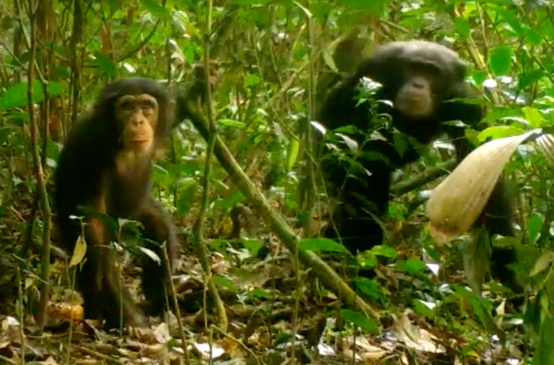 Curieux, un jeune chimpanzé regarde dans la caméra. Sa mère reste en arrière-plan. Image capturée dans le parc national Grebo-Krahn au Libéria