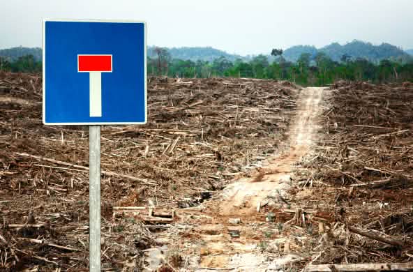 Photomontage: un panneau "voie sans issue" au bord d’un chemin au milieu d’une zone déboisée et qui mène jusqu’à une forêt tropicale encore intacte