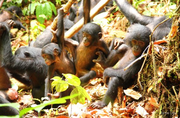 Un groupe de jeunes bonobos