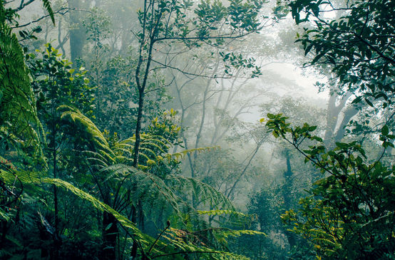 Forêt tropicale de Bornéo